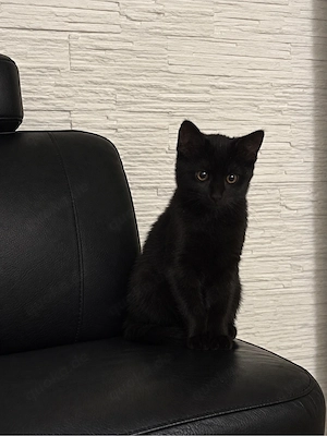 Kitten Kater BKH