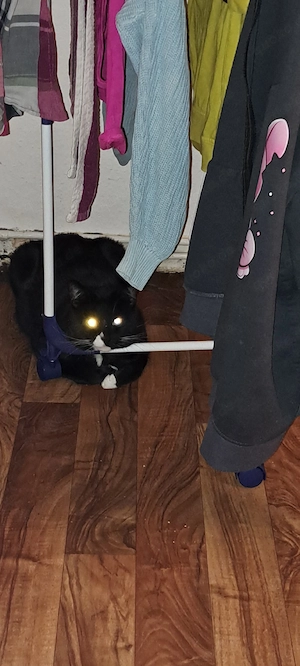 Süßer Kater sucht neues zu hause mit Gesellschaft 