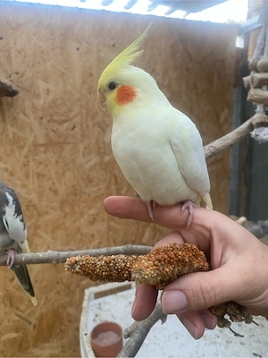Schöner  Nymphensittich Hahn abzugeben