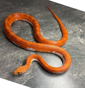 Kornnatter Pantherophis guttatus