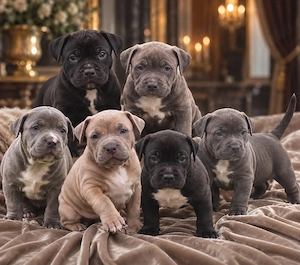 T.L.B.R. Bloodline American Bully