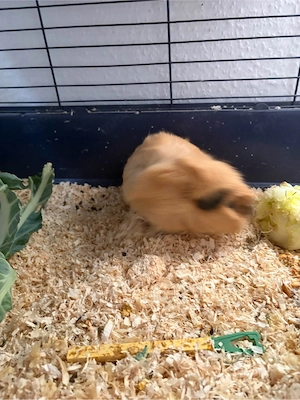 Meerschweinchen