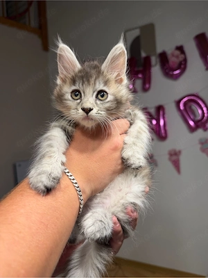 Zwei Mädels in Blue Tortie Tabby <3