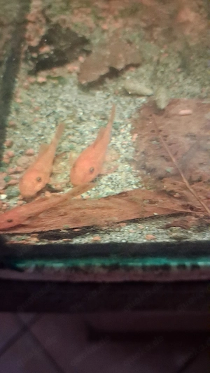 Lda16 superred 