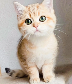 BKH goldene kittens