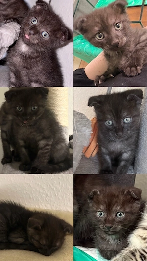 babykater sucht liebevolles Zuhause 