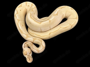 1.0 Banana Spider Clown het Albino