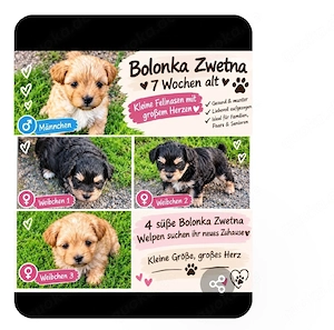 Hundewelpen 