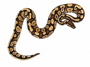 1.0 Mystic Gravel het Albino