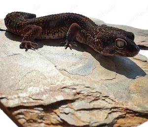 Black Night Männchen Leopardgecko
