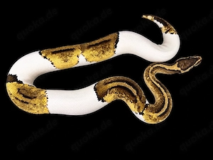 1.0 Pastel Pied  (Adult)