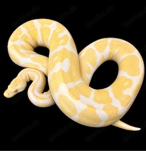 0.1 YB Albino (Adult)