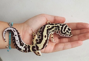 Bold Bandit Weibchen Leopardgecko