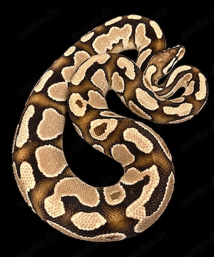0.1 YB Phantom (Adult)