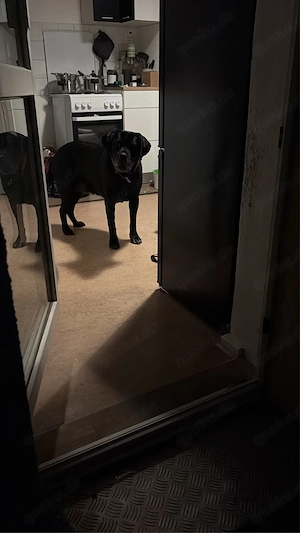 hund sucht dringend ein neues zu hause 