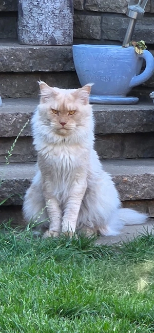 maine coon XXL 