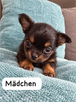 Chihuhua Welpen 