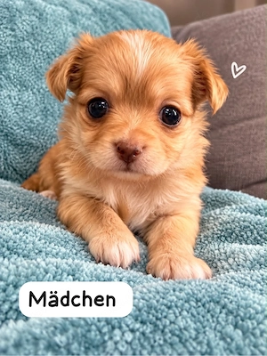 4 Hunde Welpen Chihuhua    