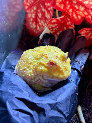 Pacman Frosch Schmuckhornfrosch Ceratophrys Cranwelli