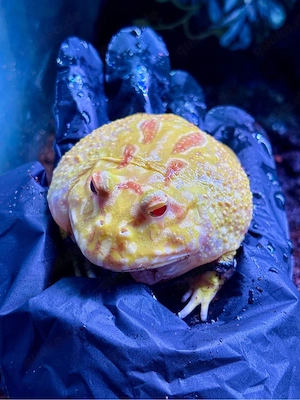 Pacman Frosch Schmuckhornfrosch Ceratophrys Cranwelli