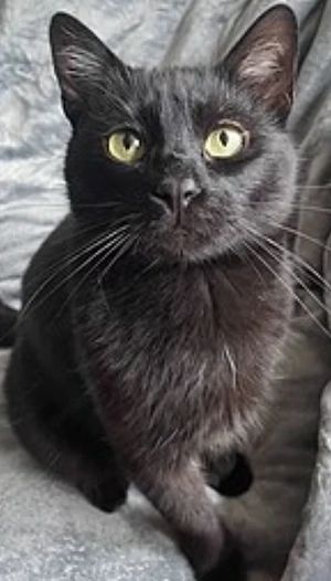 Dringend abzugeben   liebe schwarze Katzenmama, 2 Jahre alt    Ich suche dringend ein liebevolle