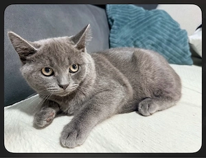 süßer kater  Bild 2