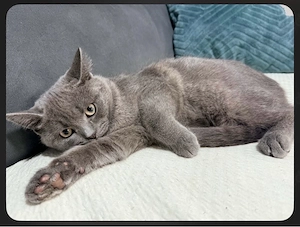 süßer kater  Bild 3