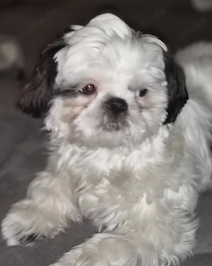 Liebevolles Zuhause für Shih-Tzu Welpin gesucht 