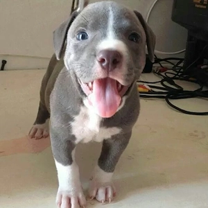 American-Staffordshire-Terrier-Welpen