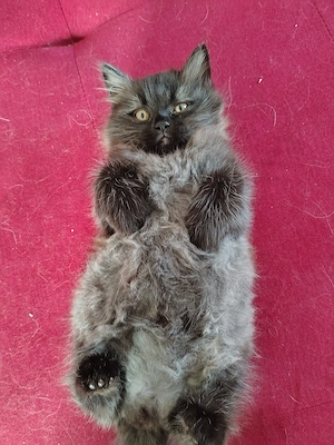 BLH Ragdoll Kitten Kater Britisch Langhaar Britisch Kurzhaar BKH