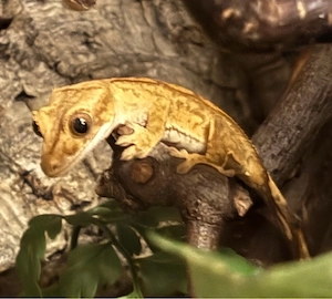 Kronengecko 1.0 (Correlophus ciliatus)