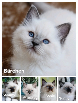 Ragdoll  Heilige Birma Kitten ( Vater reinrassig)