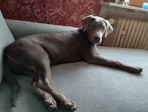 Labrador Welpen fünf Monate zu Abgabe.