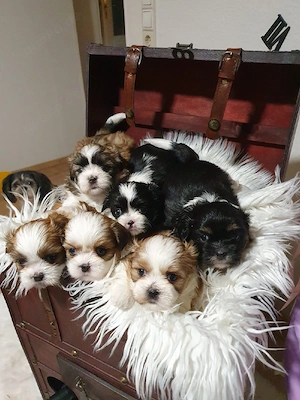 Reinrassige  shih-tzu  Tricolor welpen 