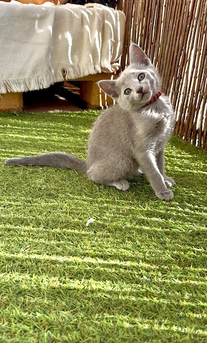 weibliches reinrassige Russisch Blau Kitten mit Stammbaum sucht ihr für immer Zuhause 