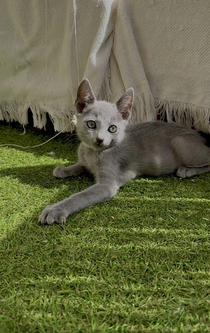 Sofort auszugsbereit - zwei russisch Blau Kitten mit Stammbaum suchen ihr für immer Zuhause