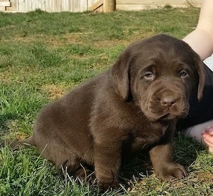 Labrador-Retriever-Welpe