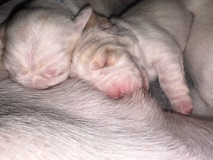    Beagle A-Wurf  Della Luna Dream Beagles    liebevolle Familienaufzucht     