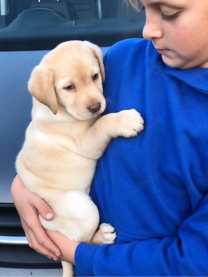 Golden Retriever x Labrador Retriever welpen in langhaar und kurzhaar Bild 9