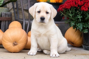 Golden Retriever x Labrador Retriever welpen in langhaar und kurzhaar Bild 4