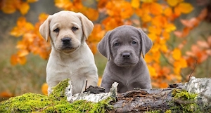Golden Retriever x Labrador Retriever welpen in langhaar und kurzhaar