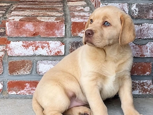 Golden Retriever x Labrador Retriever welpen in langhaar und kurzhaar Bild 7