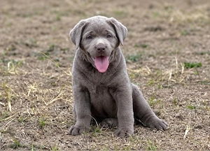 Golden Retriever x Labrador Retriever welpen in langhaar und kurzhaar Bild 6