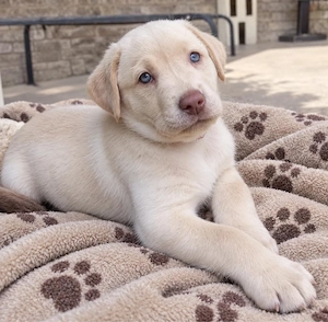 Golden Retriever x Labrador Retriever welpen in langhaar und kurzhaar Bild 8