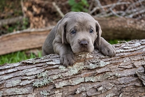 Golden Retriever x Labrador Retriever welpen in langhaar und kurzhaar Bild 5
