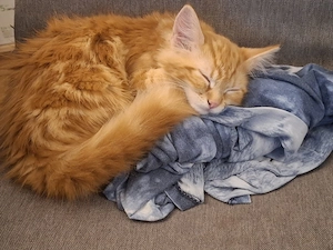 Kater in gute Hände abzugeben