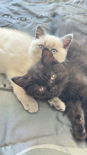 Reinrassige BKH-Kitten - kleine Traumkätzchen suchen ihr Zuhause Bild 6