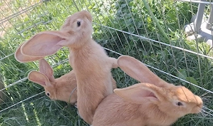 Deutsche Riesen, Kaninchen, Rammler 