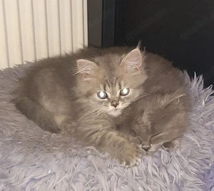 BLH Britisch Langhaar Kitten