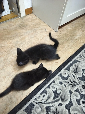 ein Kitten vom 06.08